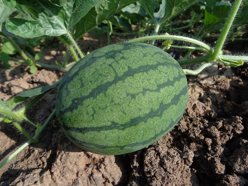 Fresh farm-to-table